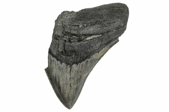Partial Megalodon Tooth - South Carolina #359097